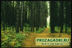 Загадки про лес