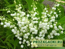 Детские загадки про ландыш