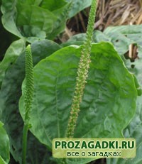 Загадки про подорожник