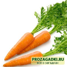 загадки про морковь с ответами
