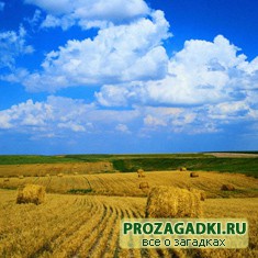 сельское хозяйство 