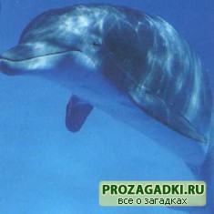 китообразные