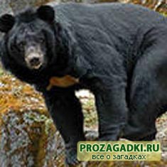 медведь